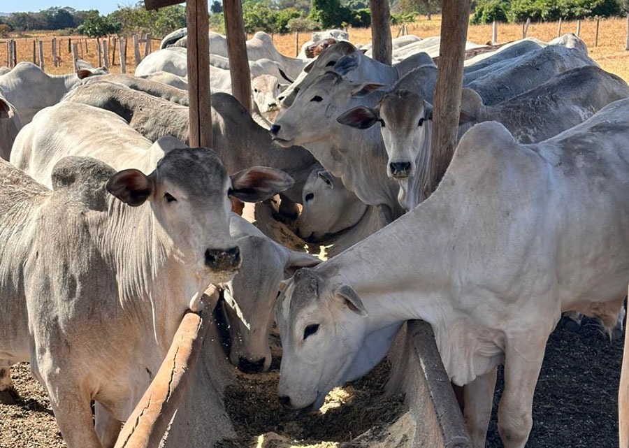 Testes com novilhas pré-púberes da raça Nelore submetidas a esse regime nutricional mostraram aumento na produção de ovócitos e embriões